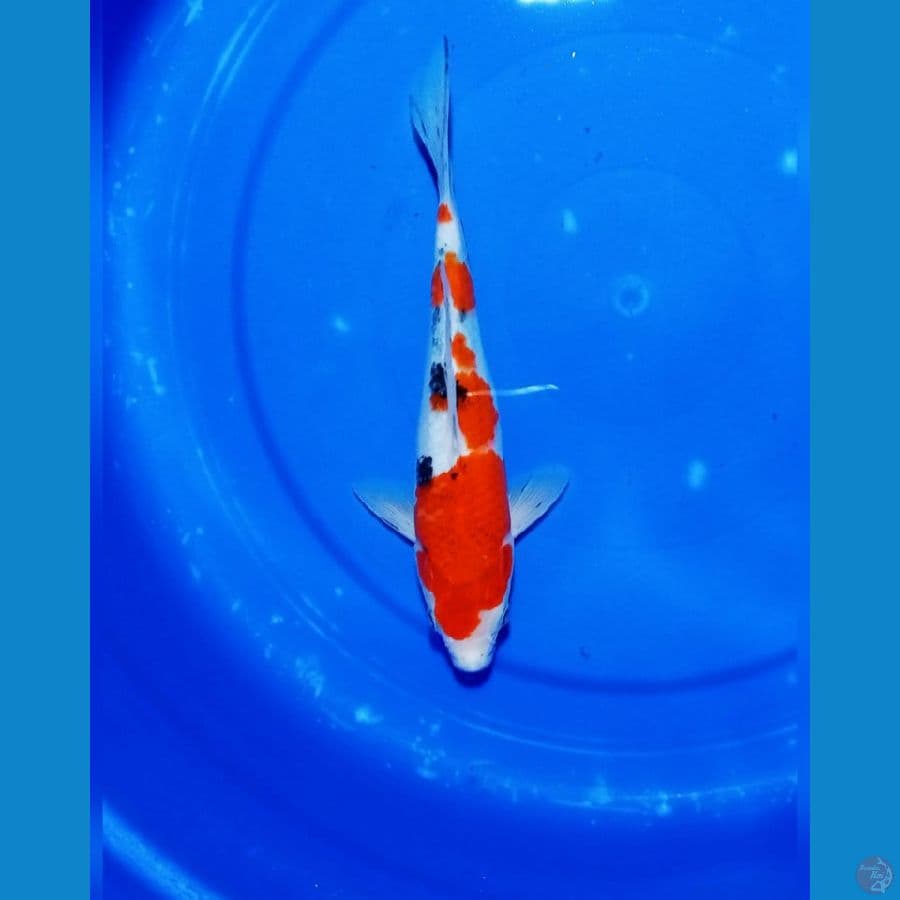 sanke size 26cm male