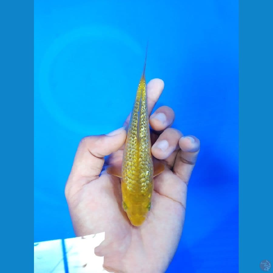 Karashi full ghindrin 15cm