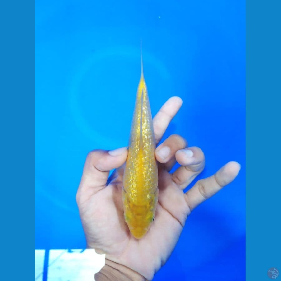 Karashi full ghindrin 18cm