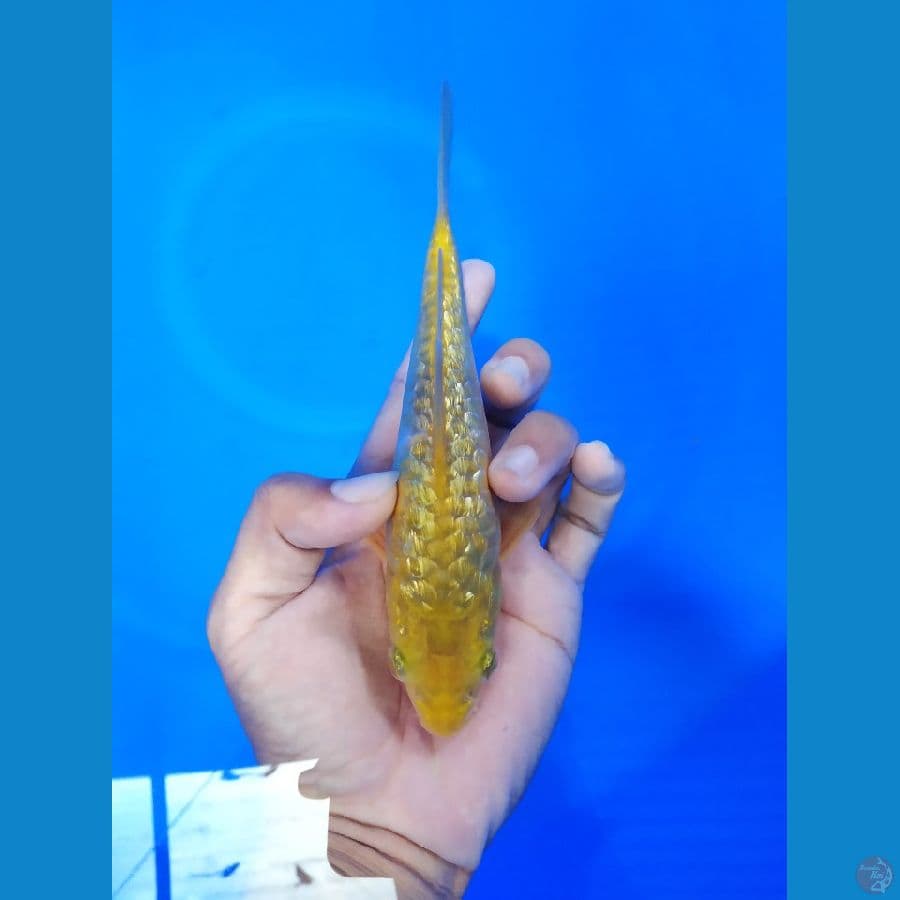 karashi ghindrin 17cm