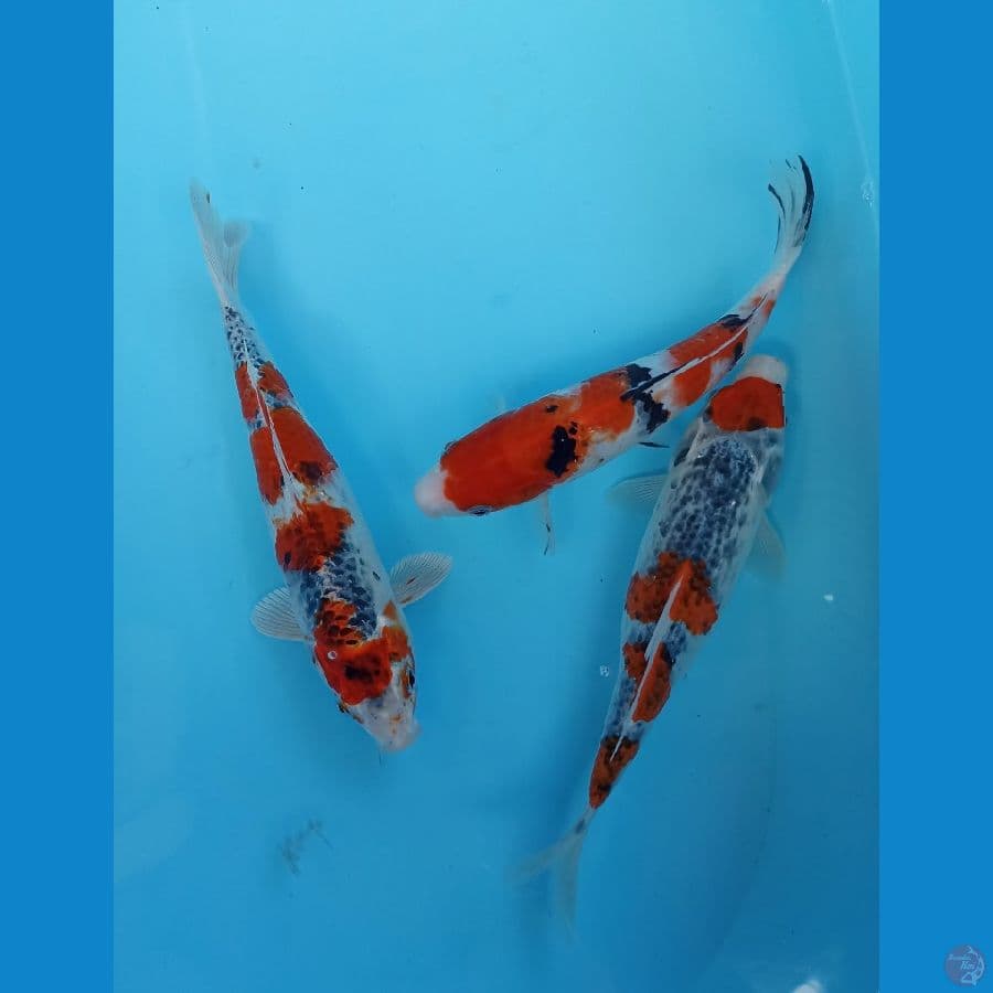 mix 25cm