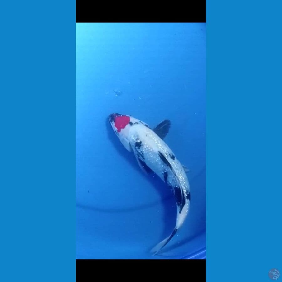 TANCHO SHOWA GINDRIN 31 CM