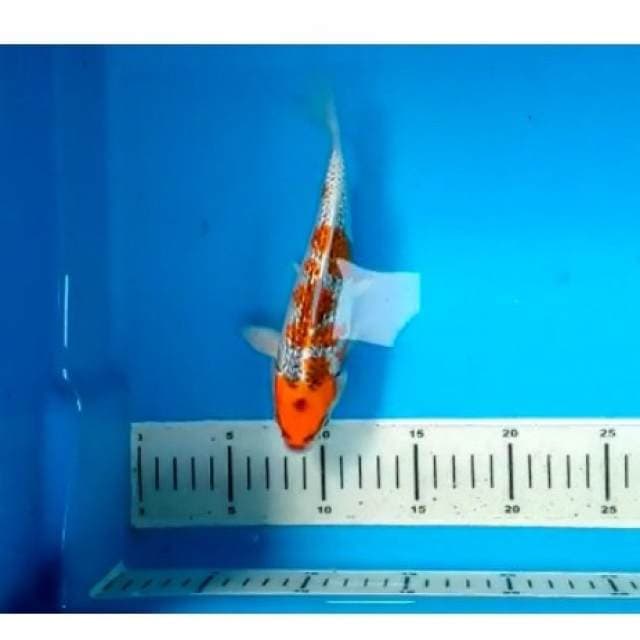 Kujaku Ginrin 20 cm