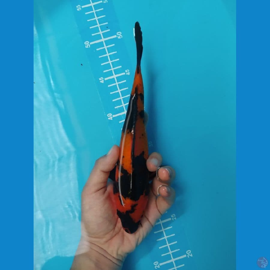 hiutsuri 22 cm