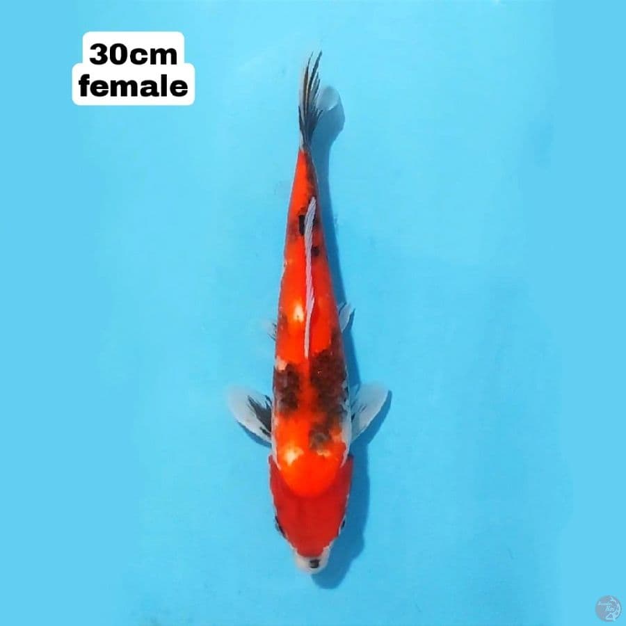 SHOWA SANSHOKU 30 CM FEMALE