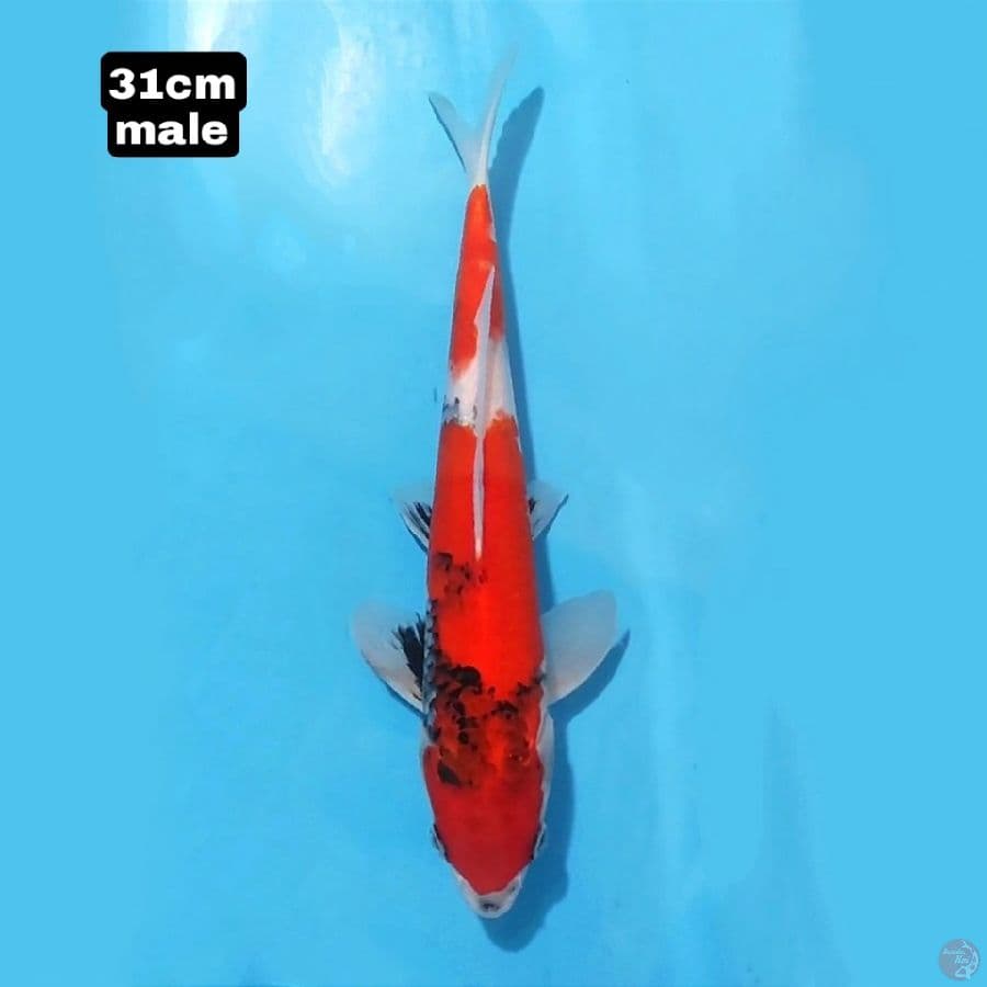 SHOWA SANSHOKU 31CM MALE