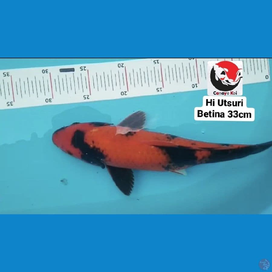 HI UTSURI BETINA 33CM --- CANAYA KOI FARM