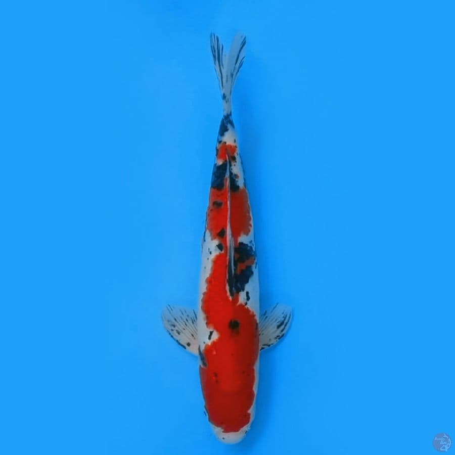SANKE 35CM - FEEMALE