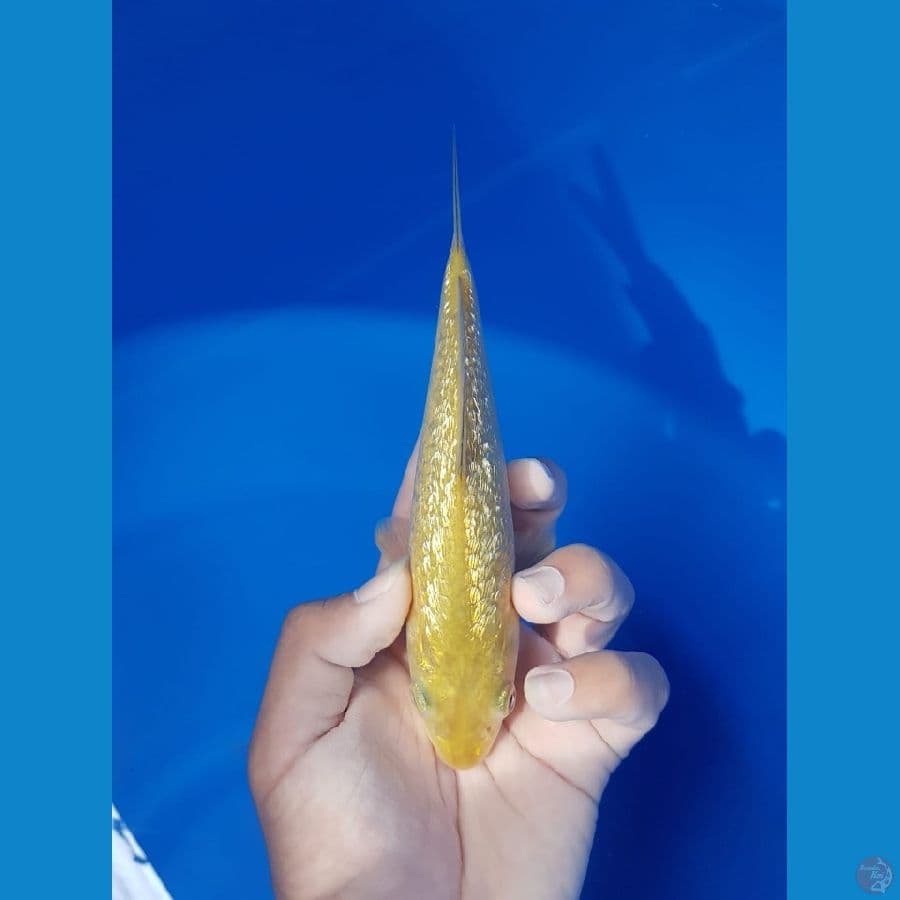 midori ginrin 18 cm