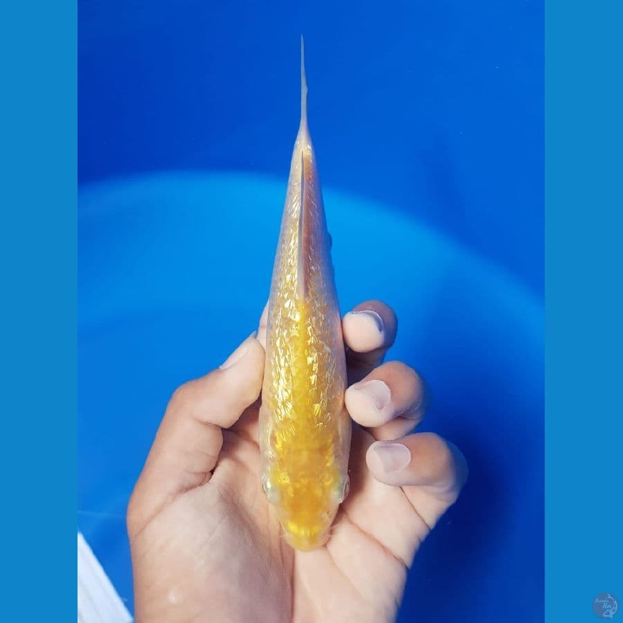 KARASHI 18 cm