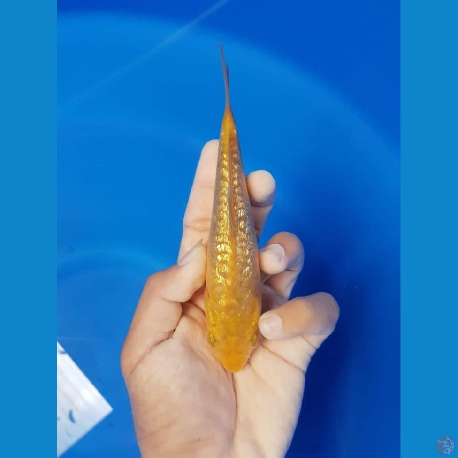KARASHI SQ 15 cm