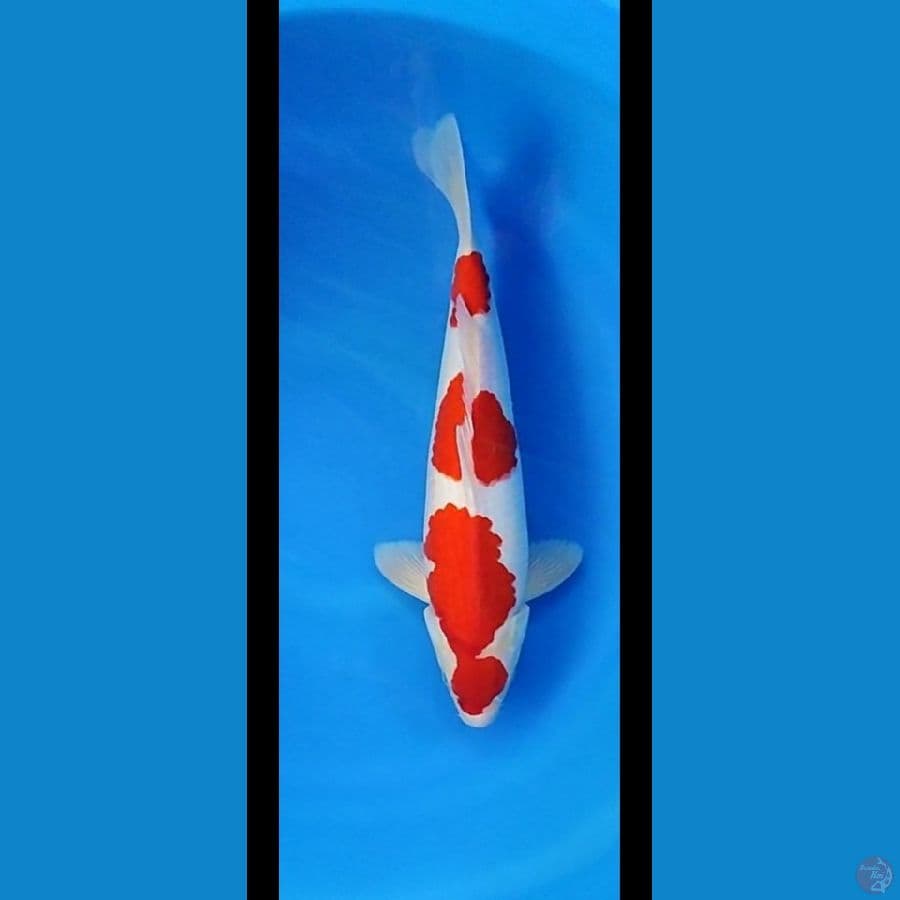 original halus strong 38cm/ml
