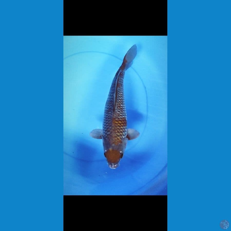maruten uciba 41cm /fm