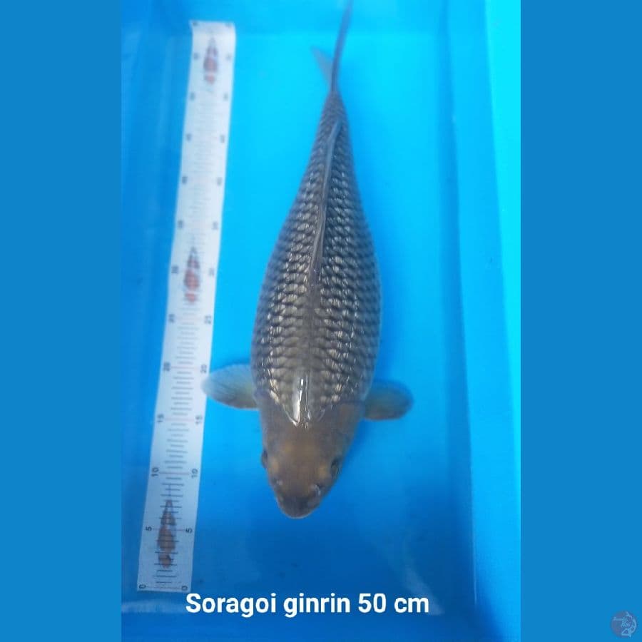 SORAGOI GINRIN BADAK AIR