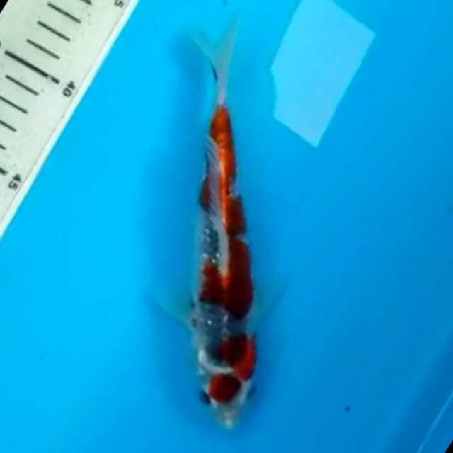 Goshiki 19 cm