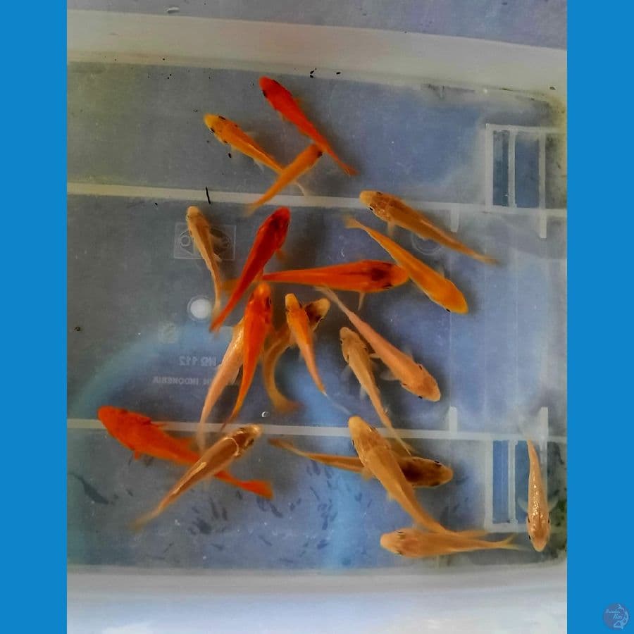 mix koi | 3-8 cm 20 ekor | uncheck