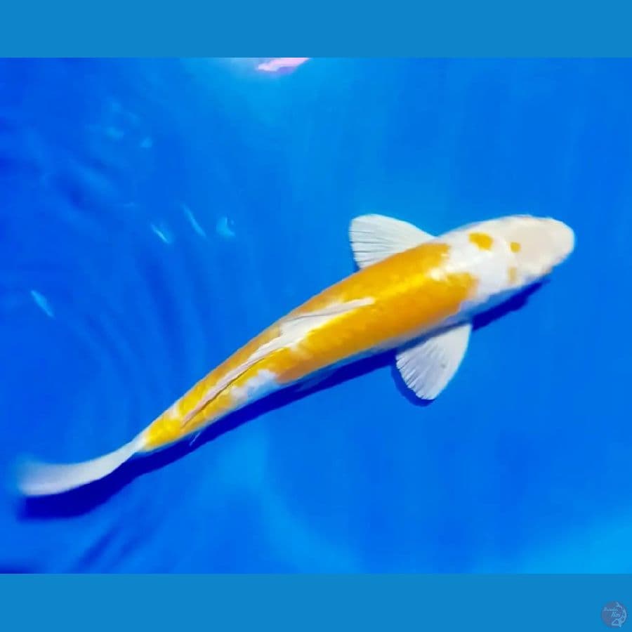 hariwake 40 cm male