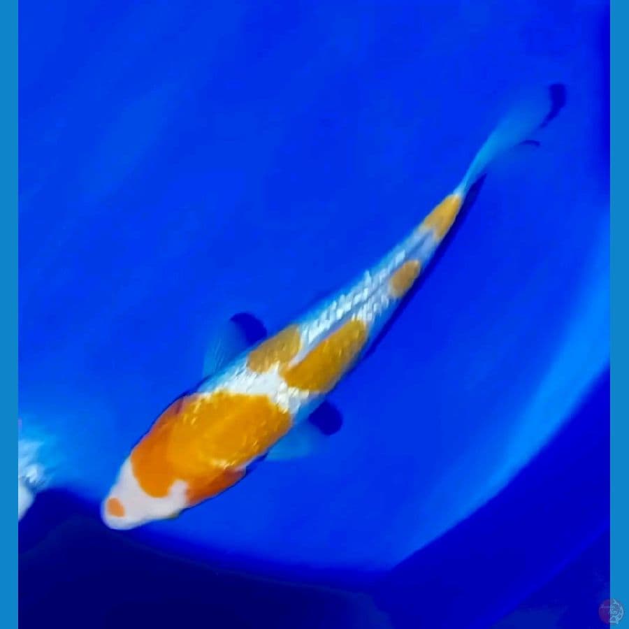 kohaku ginrin 25 cm