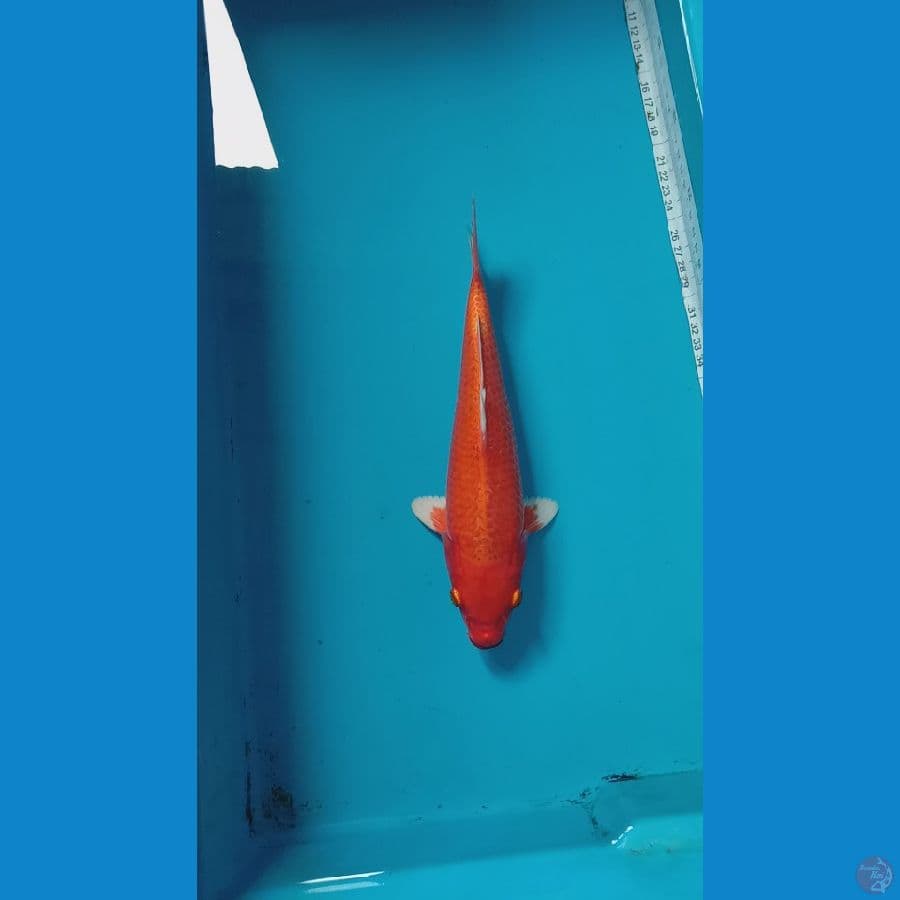 rare aka hajiro ogon 26 cm