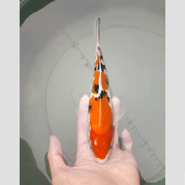 sanke pola lumayan kualitas 25cm
