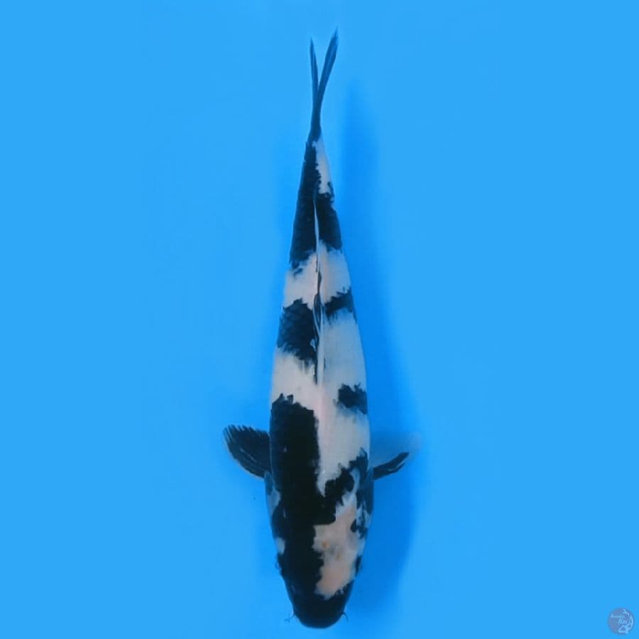 SHIRO UTSURI 30cm-FEEMALE