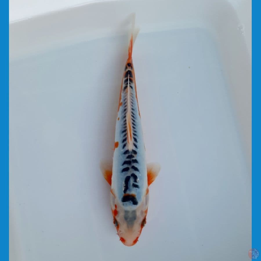 Shusui 25cm