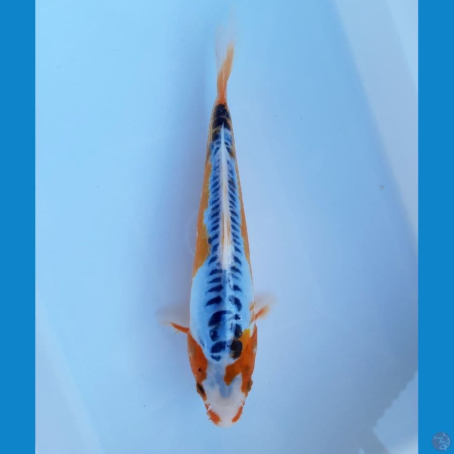 Shusui 25cm