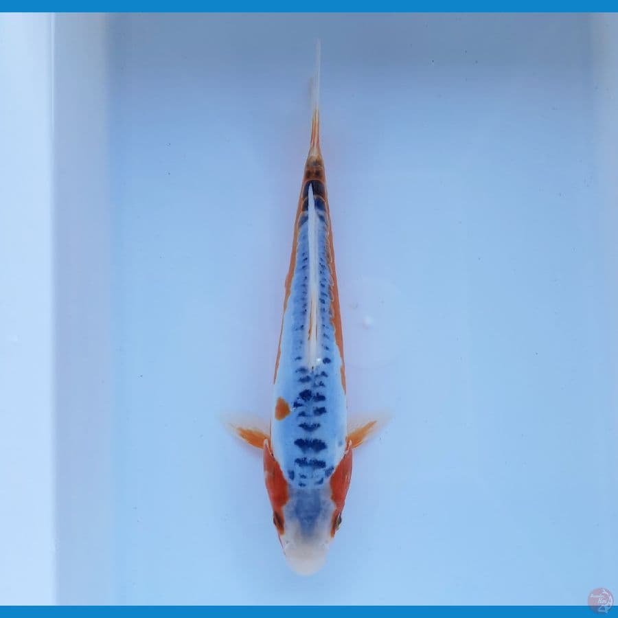 Shusui 24cm