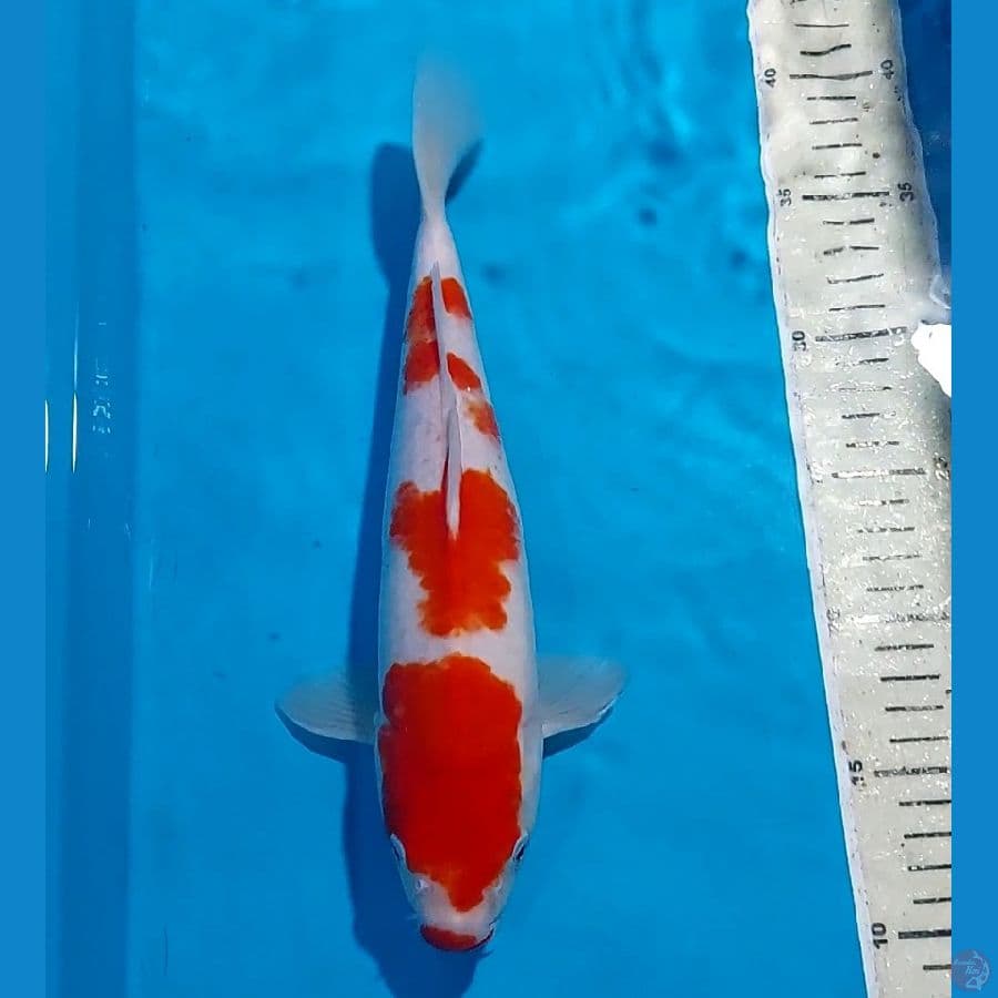 KOHAKU 30 CM