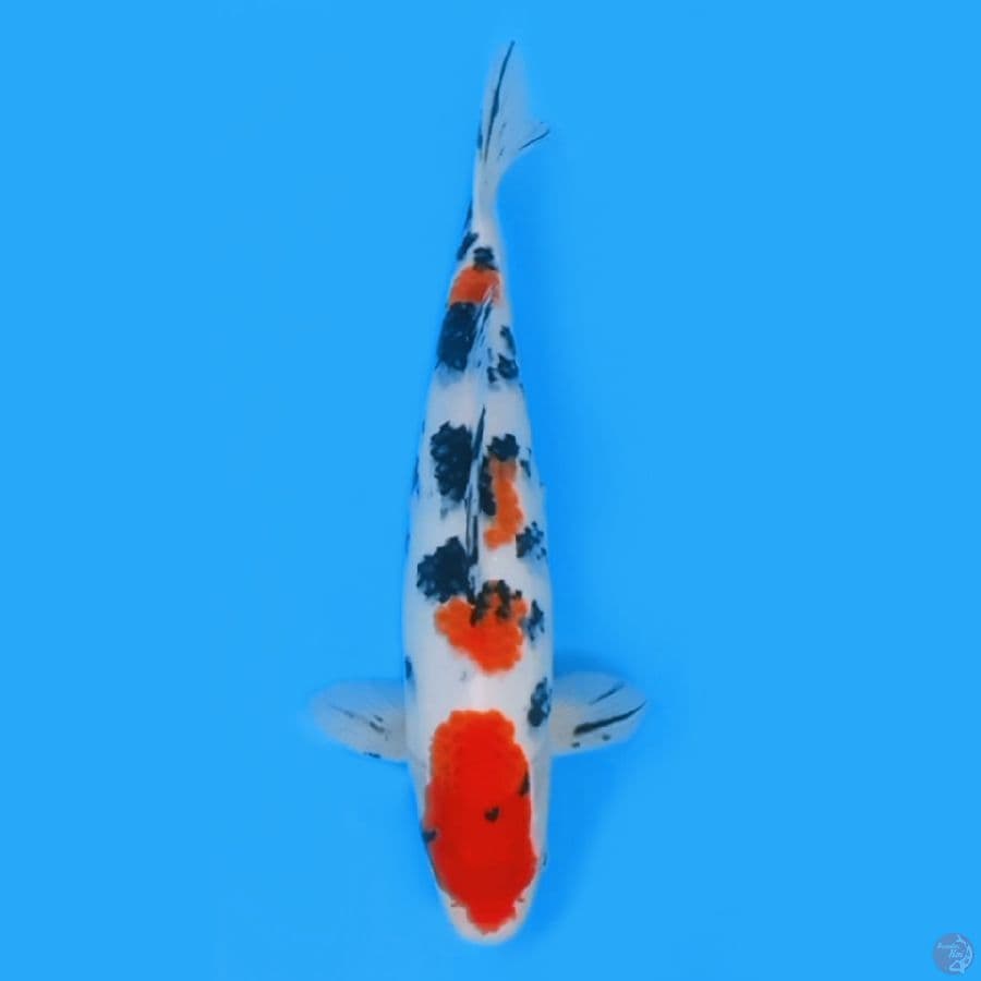 SANKE 32cm FEEMALE