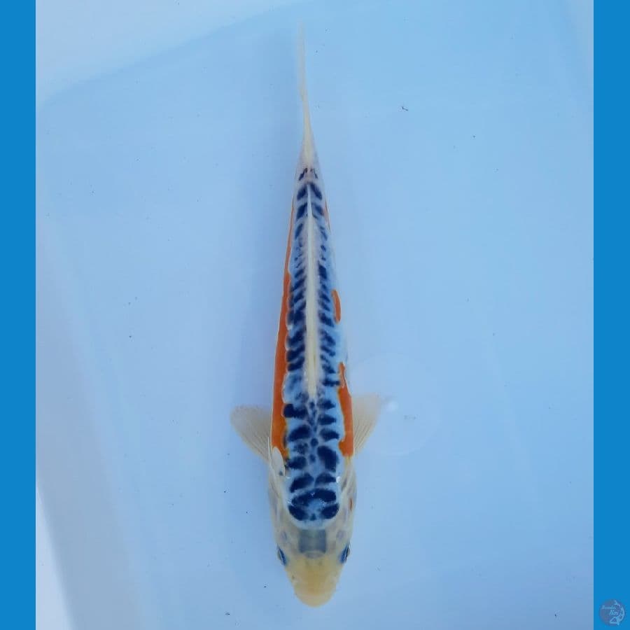 Shusui 23cm