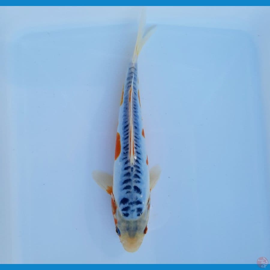Shusui 22cm