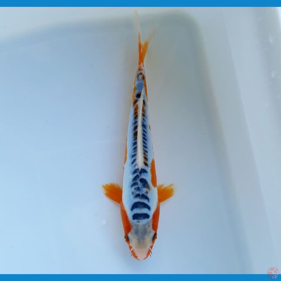 Shusui 21cm