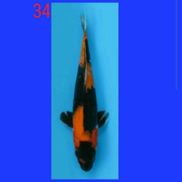 Hiu 34