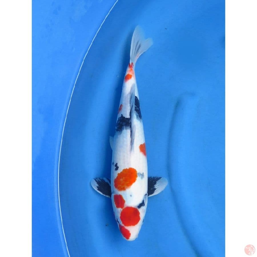 Kindai Showa - 40cm Male
