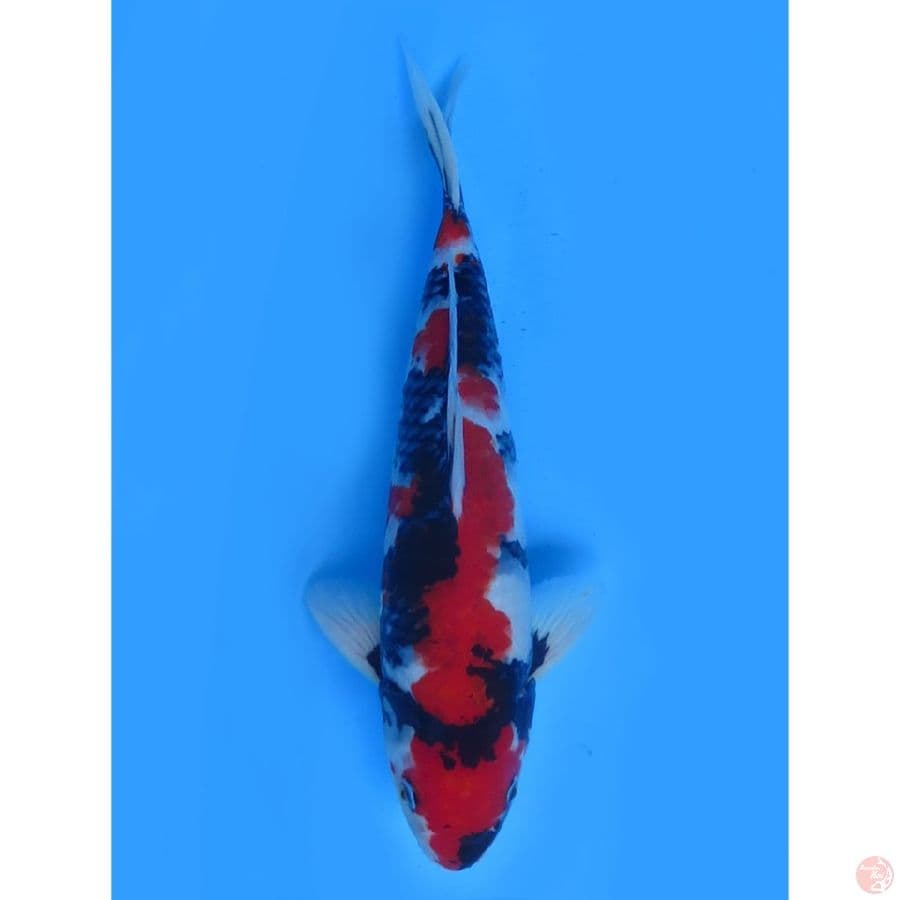RED SHOWA - 35CM MALE