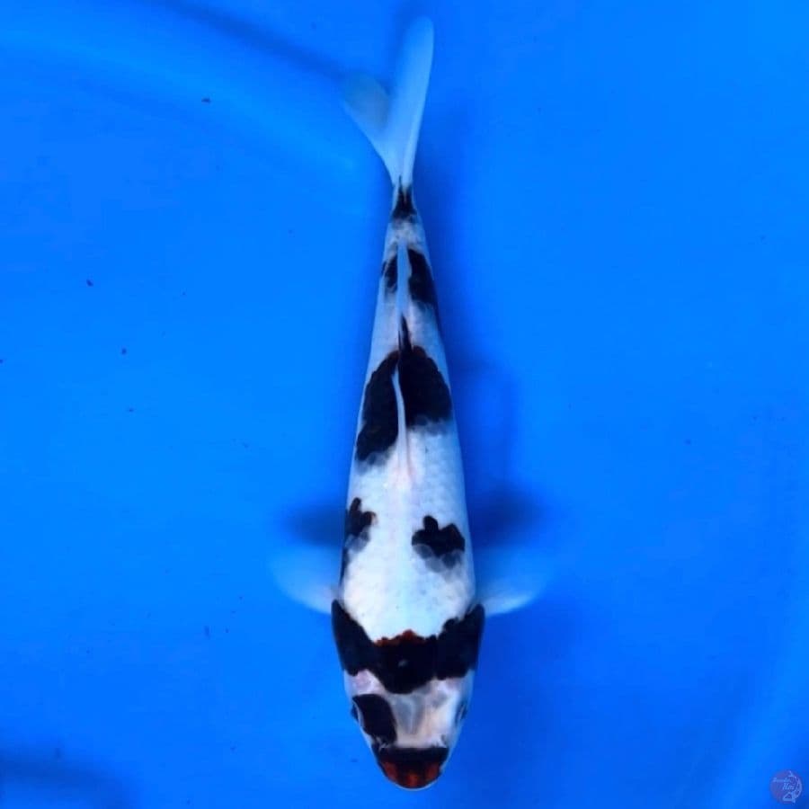 budo goromo good skin 28 cm