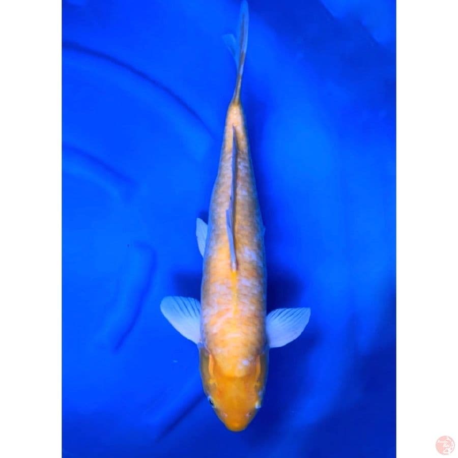 55cm jumbo karashi