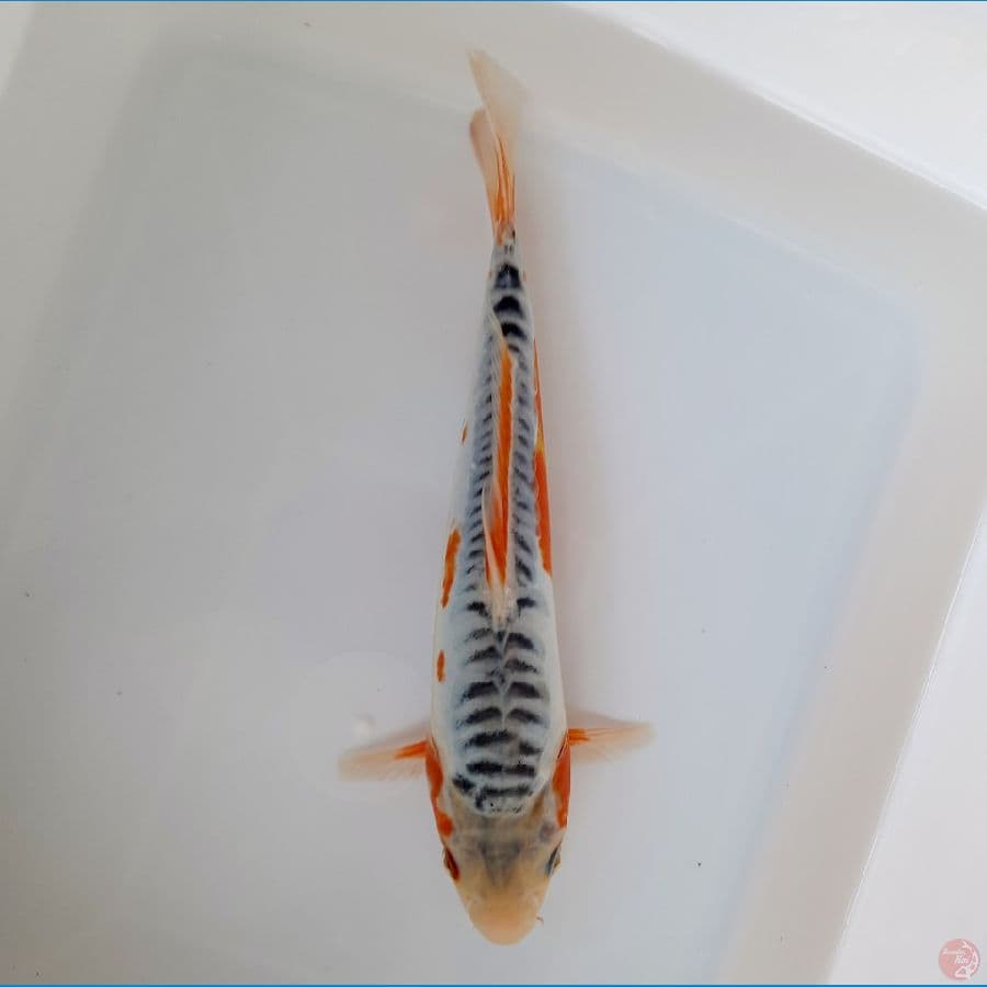Shusui 24cm