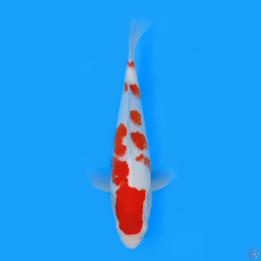 KOHAKU SAKURA 30cm FEEMALE