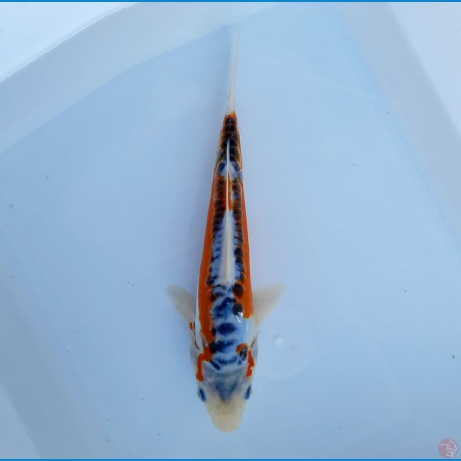 Shusui 22cm