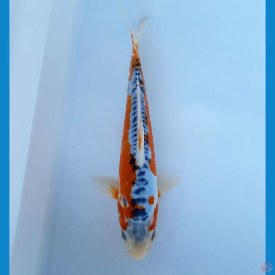 Shusui 22cm