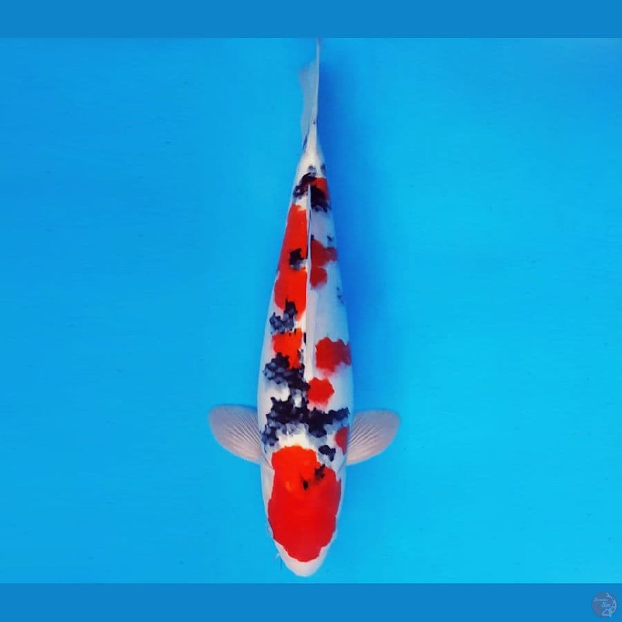 DOJO 3 ~ TAISHO SANKE 36 cm/male ™