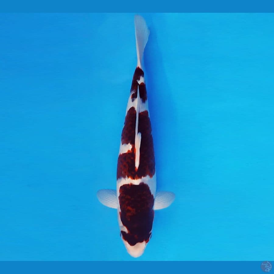 DOJO 5 ~ GOROMO 32 cm/fm ™