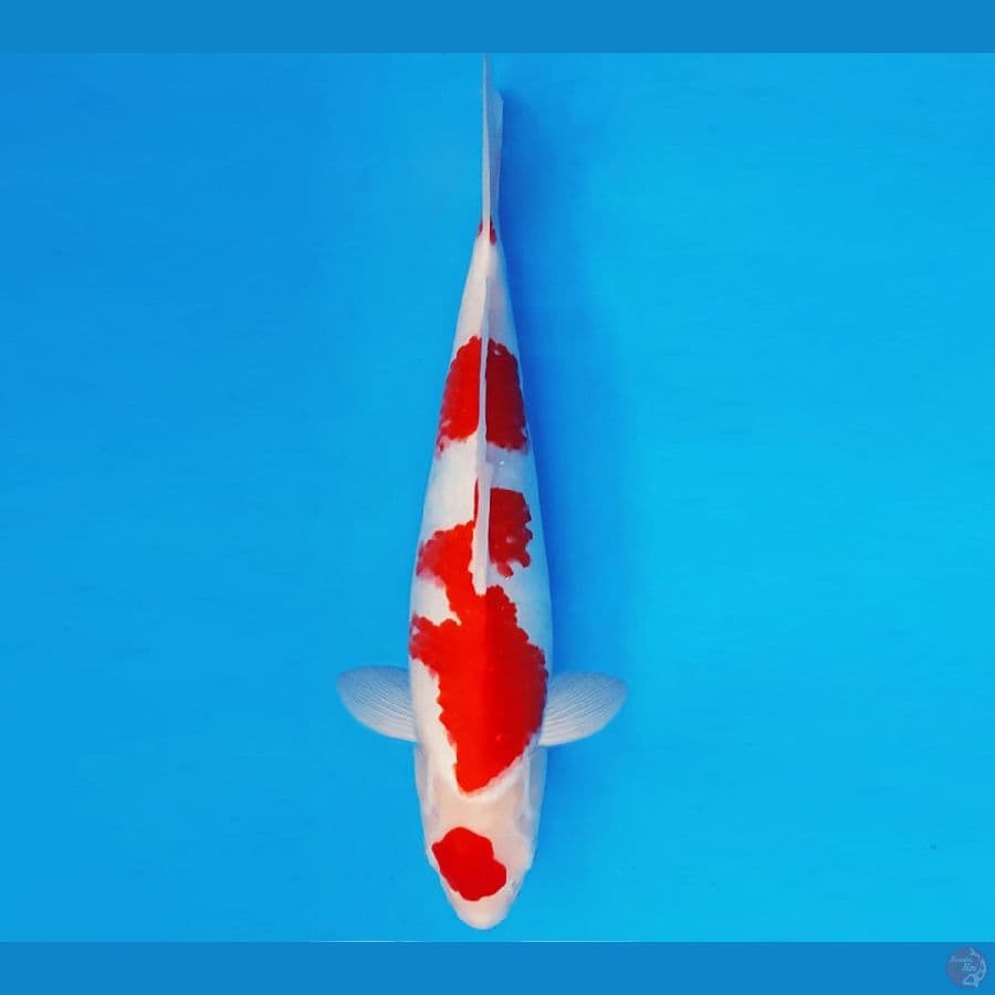 DOJO 9 ~ KOHAKU 35 cm/male ™