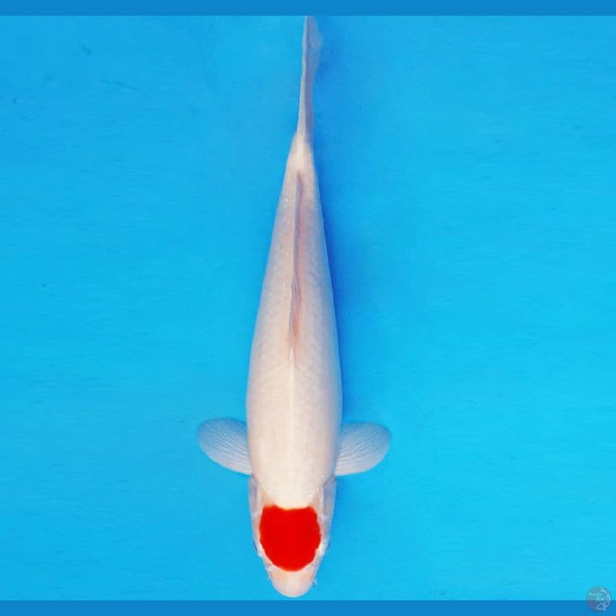 DOJO 10 ~ TANCHO 33 cm/male ™