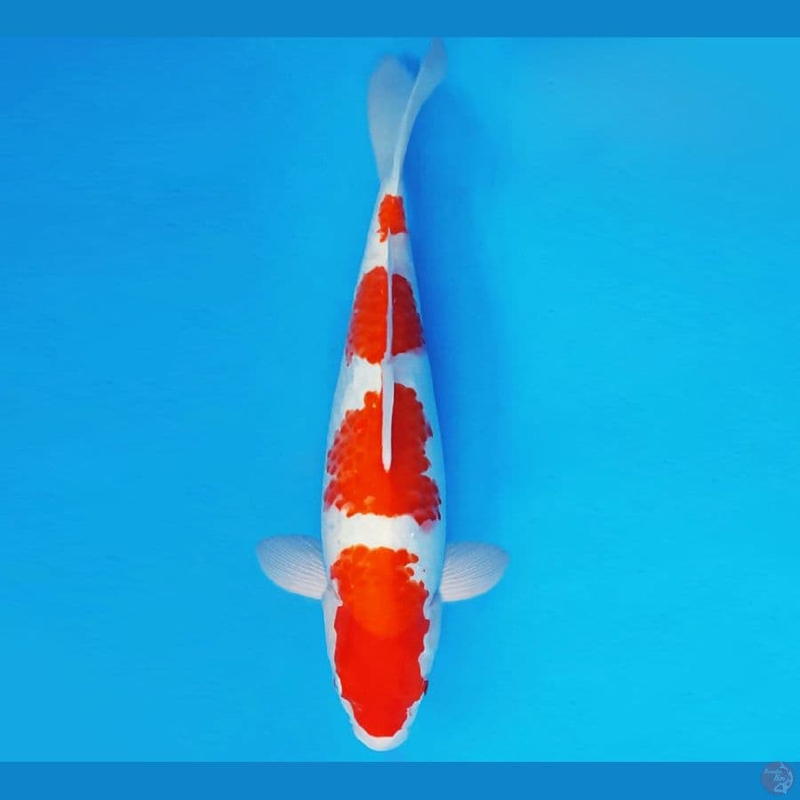 DOJO 12 ~ KOHAKU 25 cm/fm ™