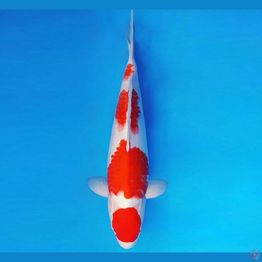 DOJO 13 ~ MARUTEN KOHAKU 36 cm/fm ™