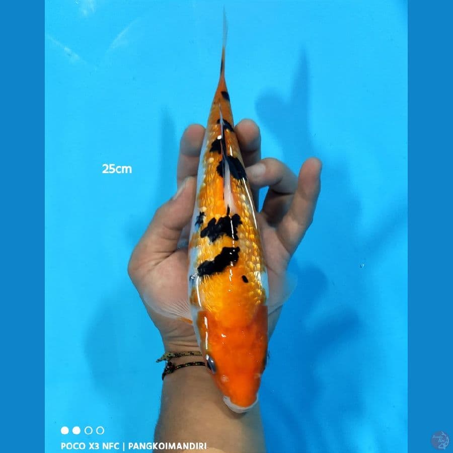 Sanke Ginrin - 25 cm