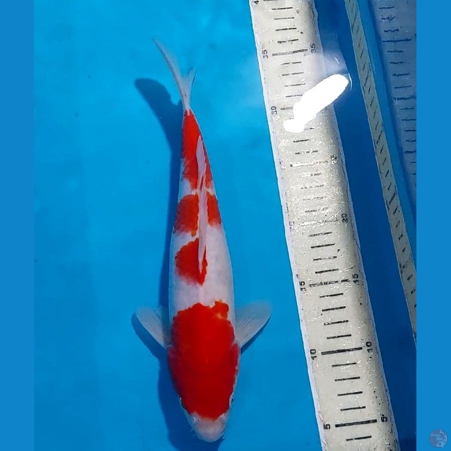 KOHAKU 30 CM
